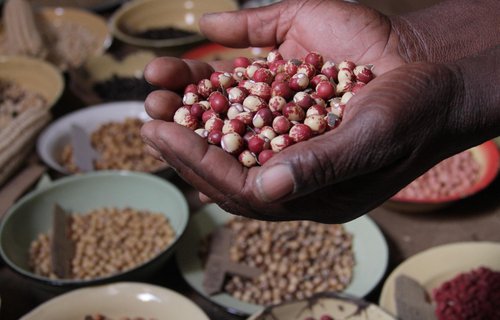 A pair of hands hold seeds