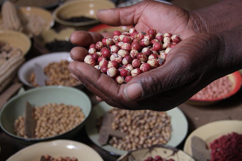 A pair of hands hold seeds