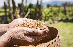 A pair of hands hold seeds with green fields in the background