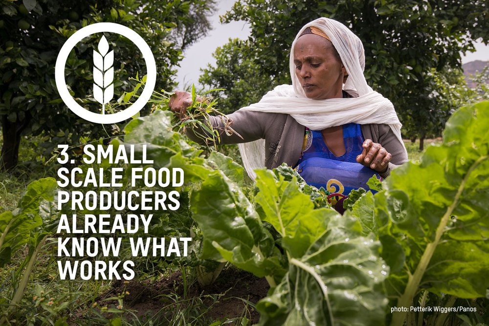 An image of farmer Birhan in a field of leafy greens with the words 'small scale food producers already know what works'