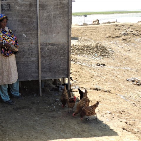 A picture of Bibi Dablo feeding chickens