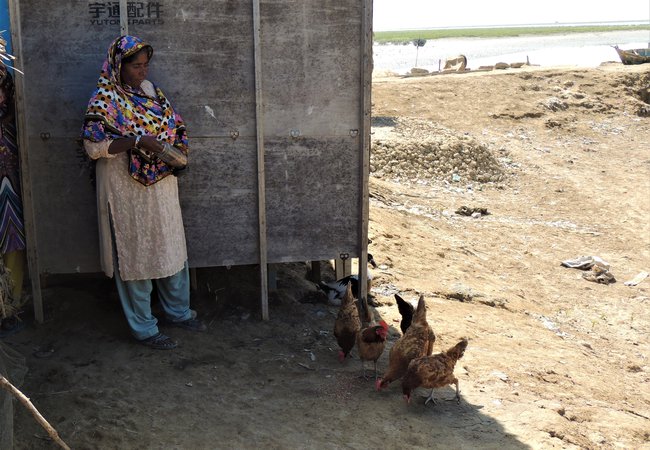 A picture of Bibi Dablo feeding chickens