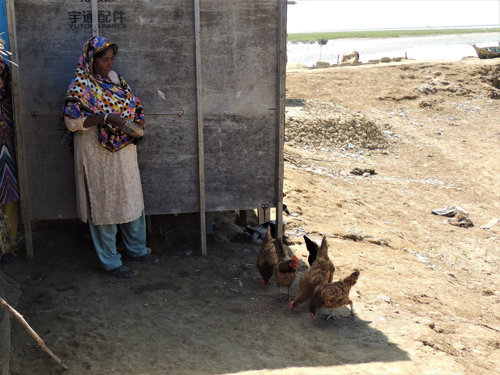 A picture of Bibi Dablo feeding chickens