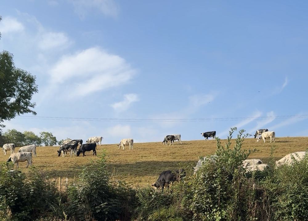 A field of cows, grazing on grass with a blue cloudy sky