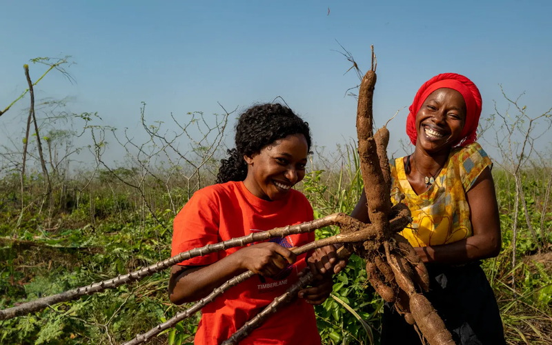 Joevetah (in red shirt) and Daniella (red headgear) harvesting cassava on FEMINET's 14 acre farm in Port Loko, Sierra Leone. Nana Kofi Acquah / Oxfam