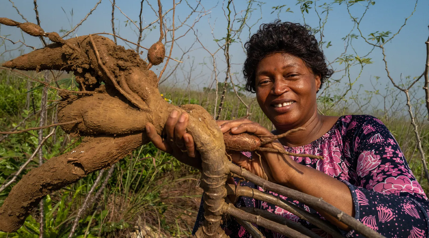 Magdalene harvests cassava in Sierra Leone. Credit: Nana Kofi Acquah / Oxfam.
