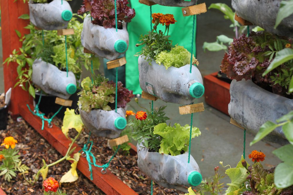 Lettuces growing in hanging milk bottles