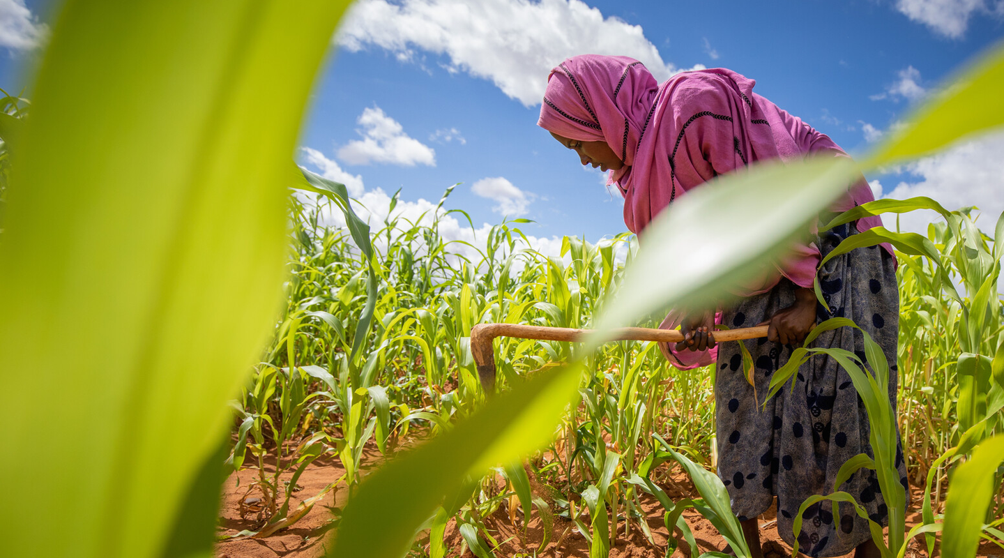 Nasri Hamdi Abdulahi at the sorghum field