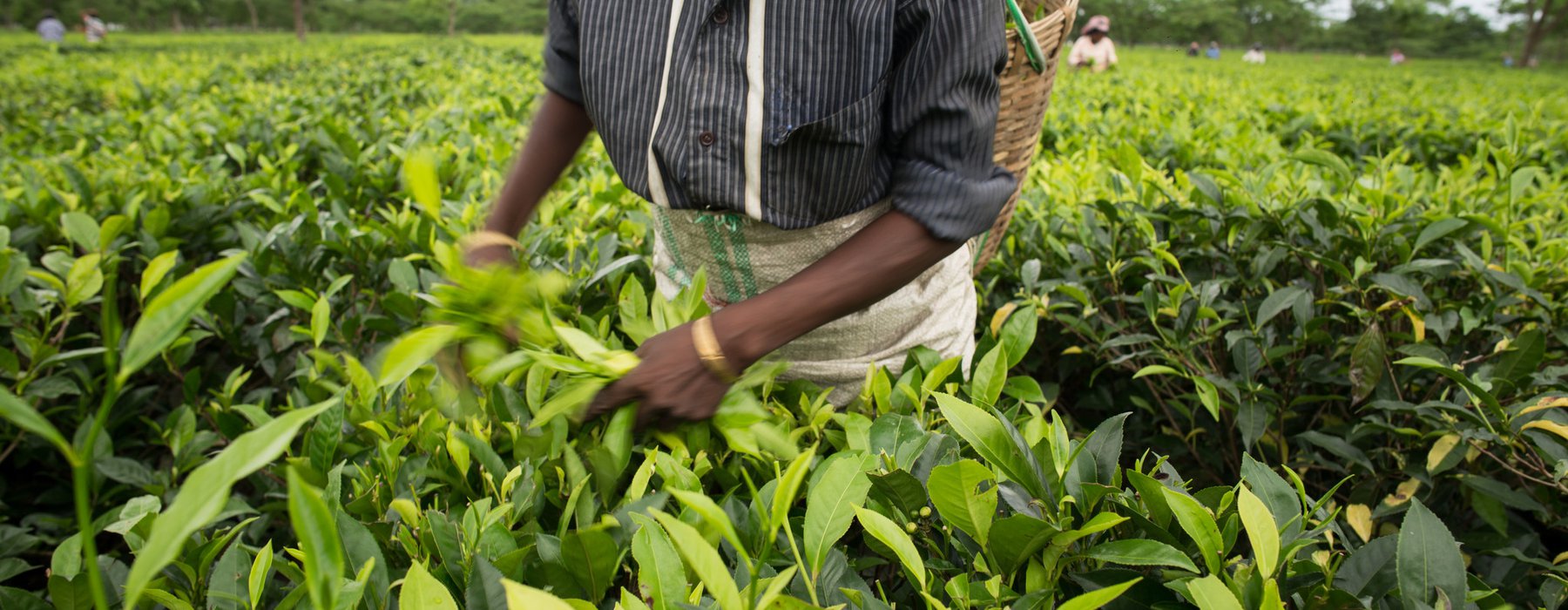 A woman plucking tea leaves in the garden