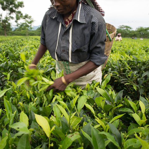 A woman plucking tea leaves in the garden