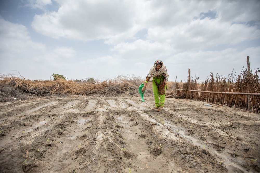 A farmer waters crops in Pakistan. Oxfam has worked with partners in Pakistan to provide training to help people adapt to the impacts of climate change.