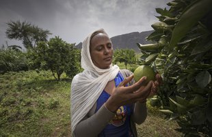 Birhan is picking fruit from a tree in Ethiopia