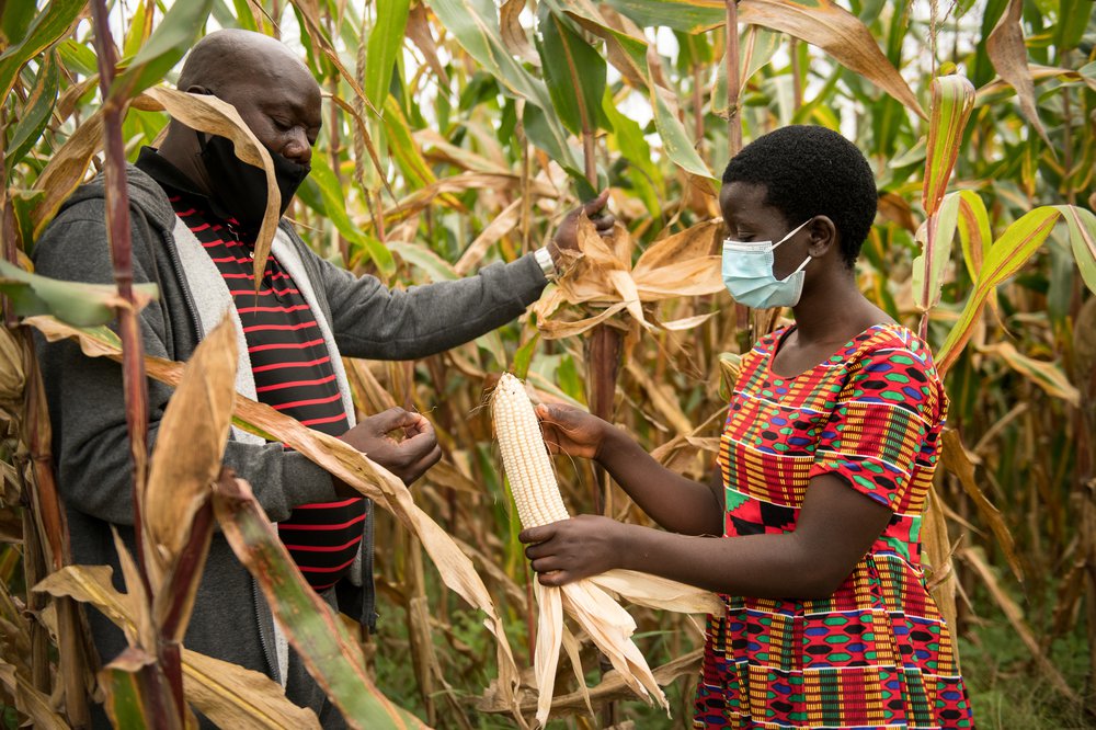 Senior Chief Lukwa and Jessy inspect maize in a field of maize. Both wear facemasks