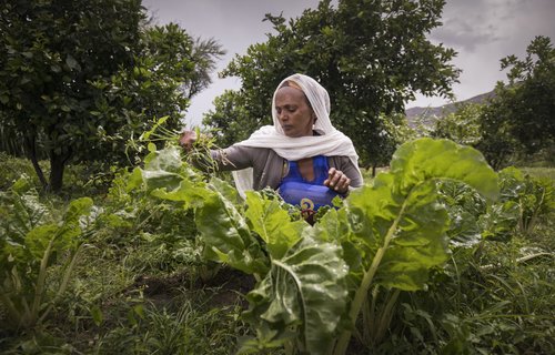 Birhan with leafy greens in the ground