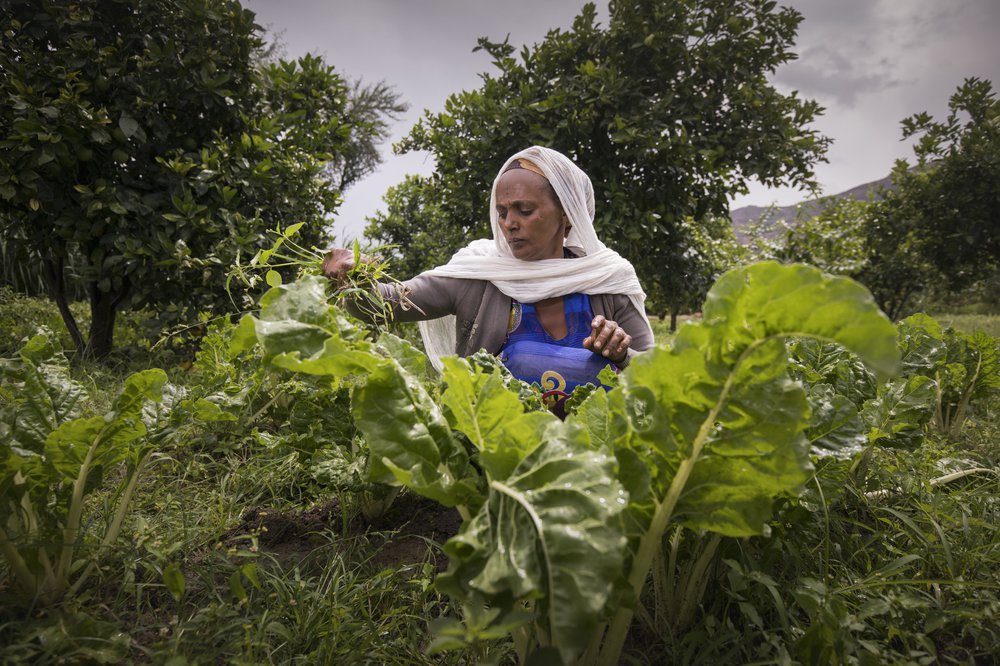 Birhan with leafy greens in the ground