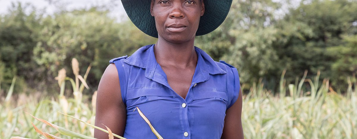 Elizabeth Mutimwii, a farmer from Gutu district, Zimbabwe, holding plants, the harsh sun and low rainfall devastated her crops.