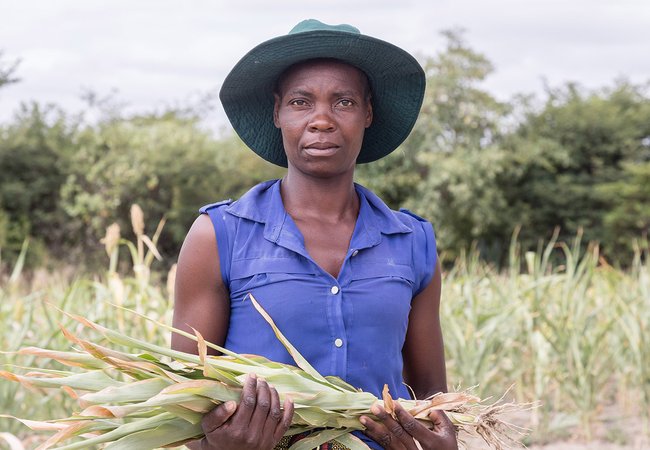Elizabeth Mutimwii, a farmer from Gutu district, Zimbabwe, holding plants, the harsh sun and low rainfall devastated her crops.