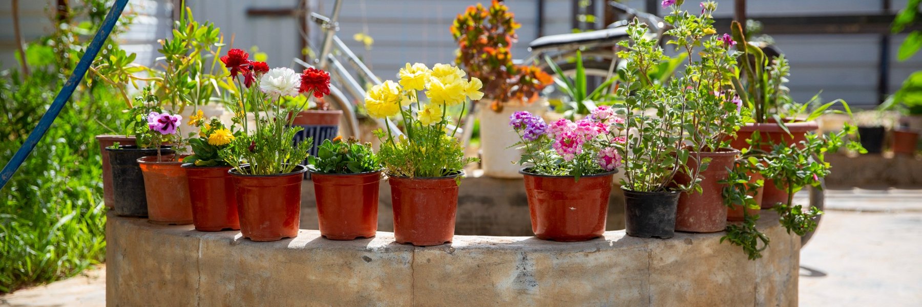 Line of potted plants outside. A bike sits in the background