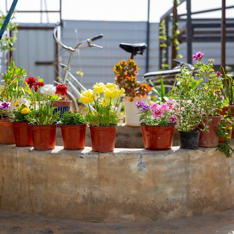 Line of potted plants outside. A bike sits in the background