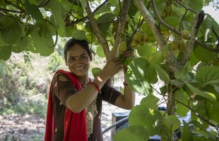Tikeshwori next to Kiwi fruit growing on tree at her farm in Doti District, Nepal.