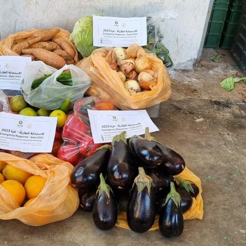 Food parcels (with vegetables) being distributed in Southern Gaza Strip by Oxfam's local partner (Palestinian Agriculture Relief Committee - PARC) as part of the emergency response to the crisis in Gaza.