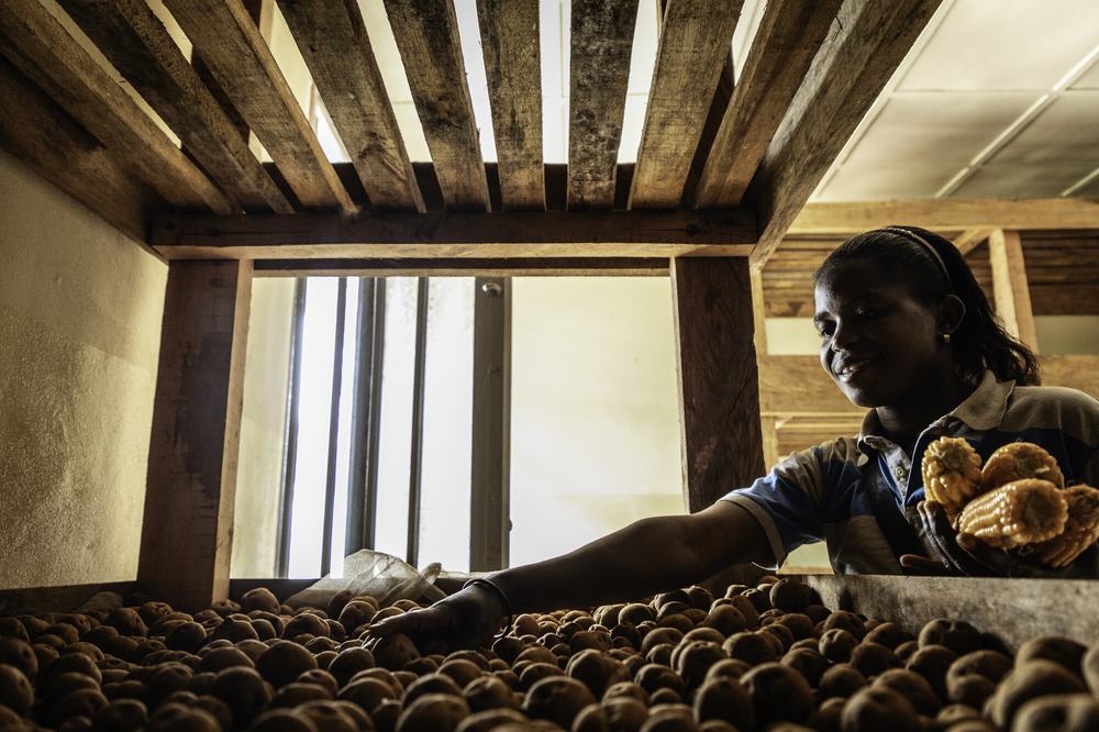 a woman standing next to dozens of potatoes seeds placed on a rack.