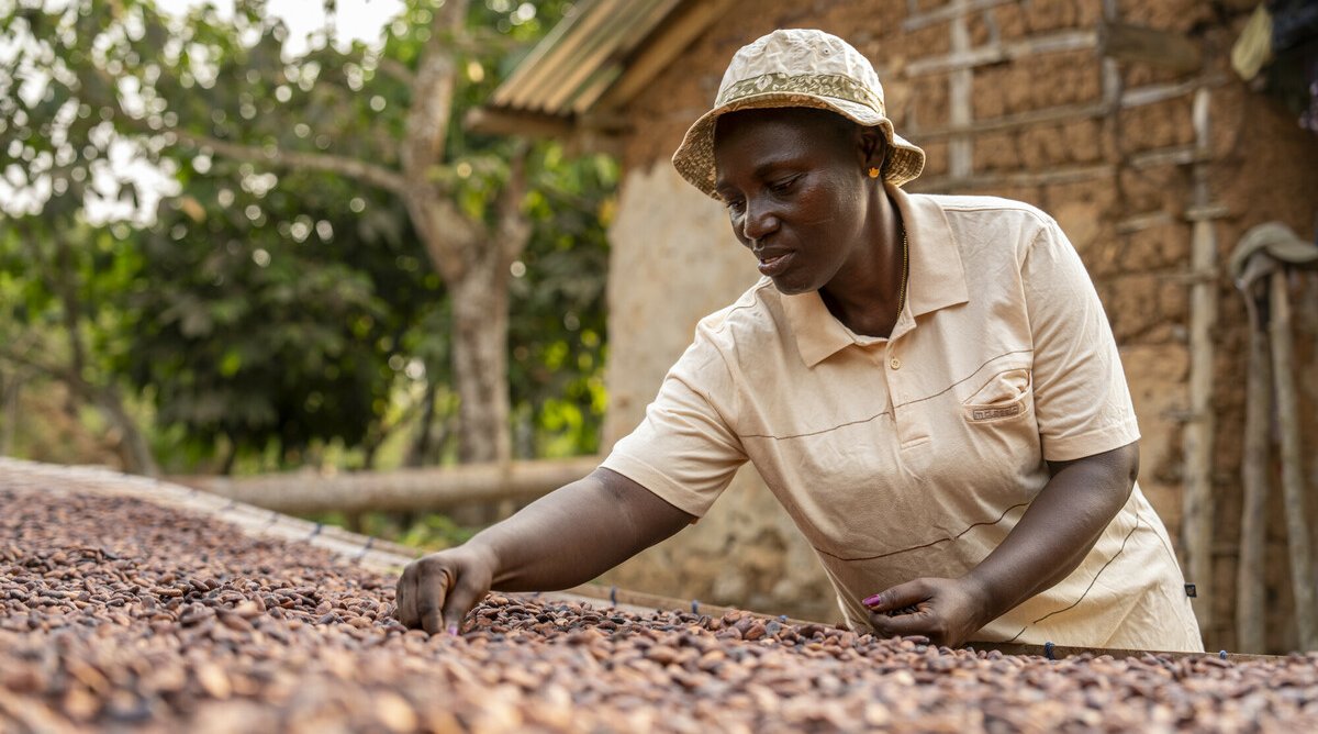 A woman inspects cocoa beans drying in the sun, carefully sorting them by hand. She is wearing a beige shirt and hat, working outside near a rural building surrounded by trees.