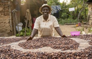 Leticia drying her beans on traditional drying tables at her farm in Dunkwa-on-Offin, Ghana.