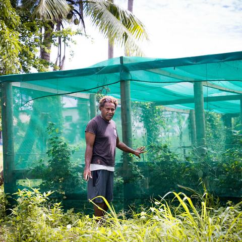 Poasa is standing in front of a crops cage covered in green netting on the farm that he manages in Nadi, Fiji.
