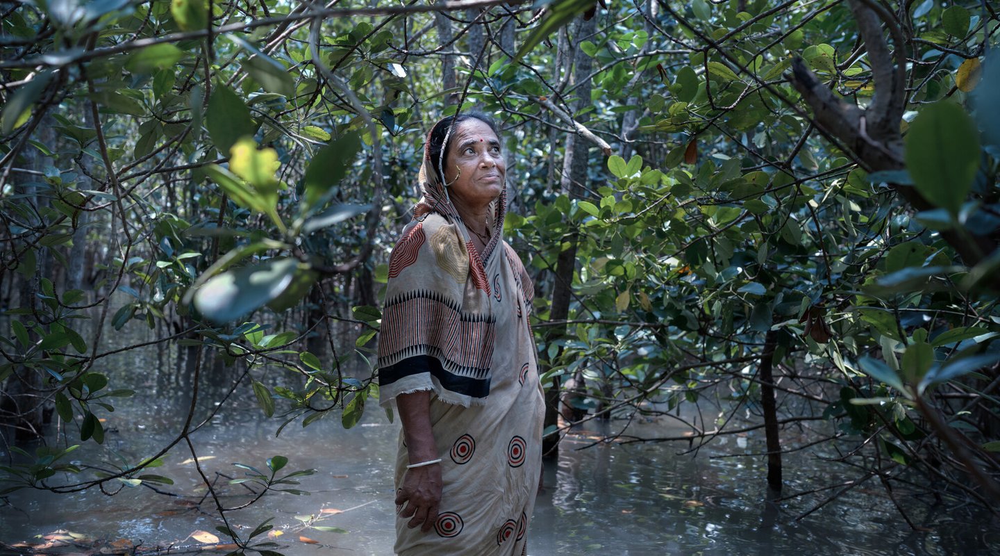 A woman standing in a mangrove looking up at the trees.