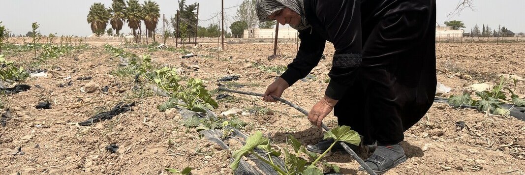 A woman bends over crops in a parched field as the sun shines down on them.