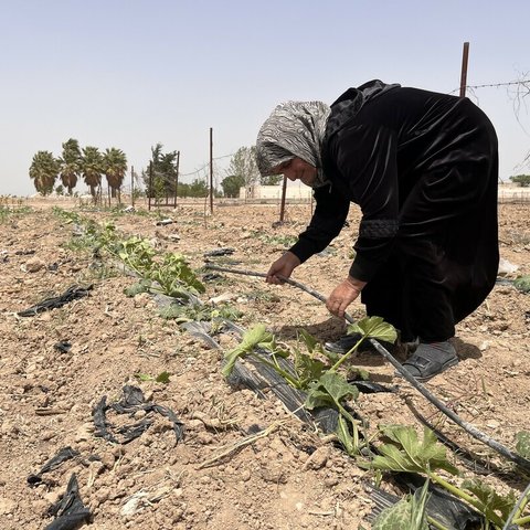 A woman bends over crops in a parched field as the sun shines down on them.