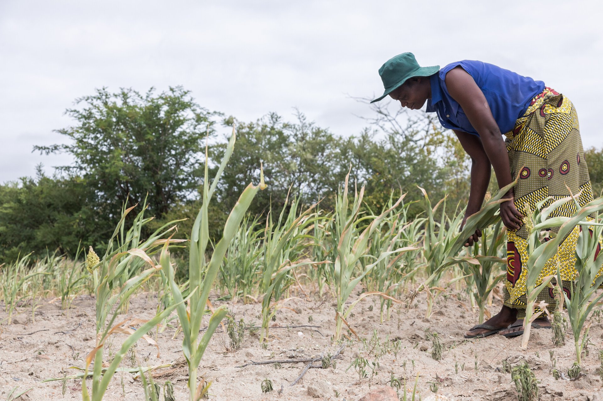 Elizabeth Mutimwii, a farmer, in her field where the harsh sun and low rainfall devastated her crops.