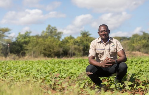 A man crouching in a field of short green leaves
