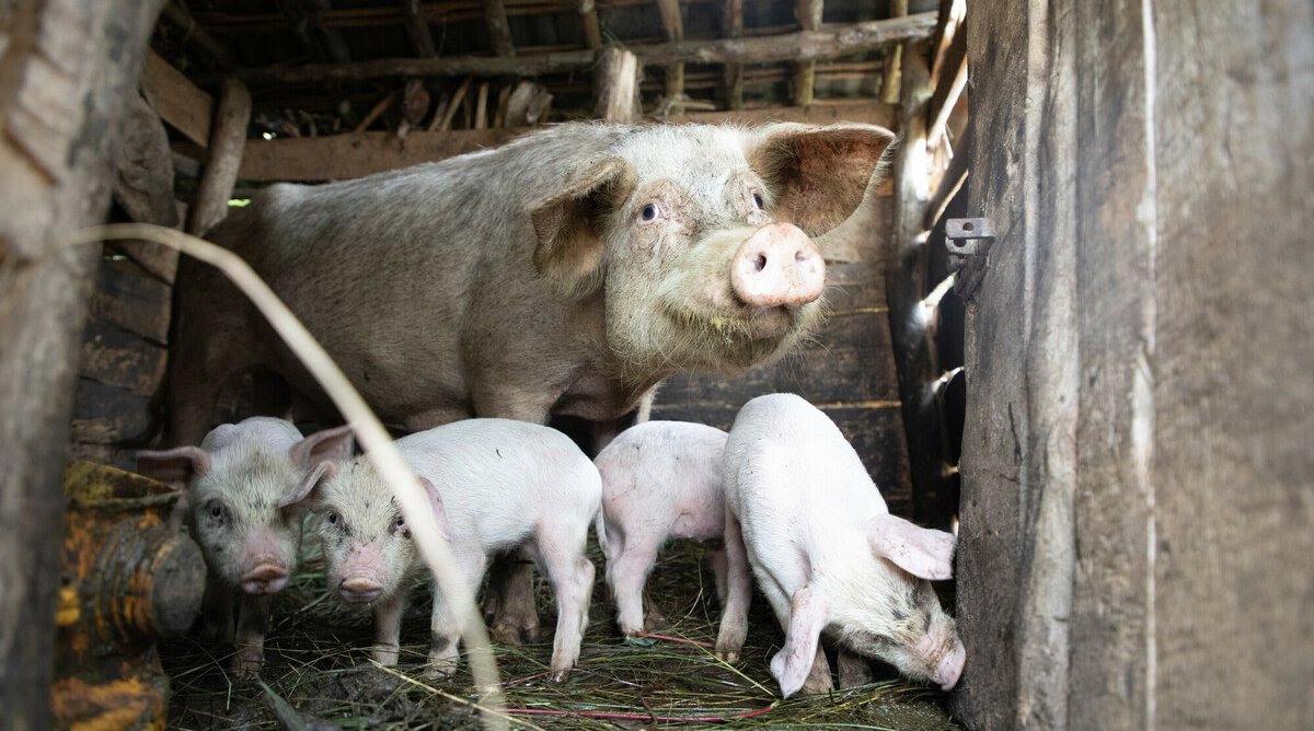 A pig with four piglets in the DRC