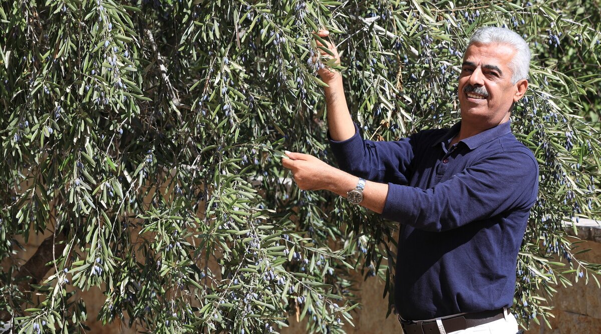 A man wearing a dark blue shirt and a wristwatch smiles while harvesting olives from a tree. He is surrounded by dense olive branches and leaves.