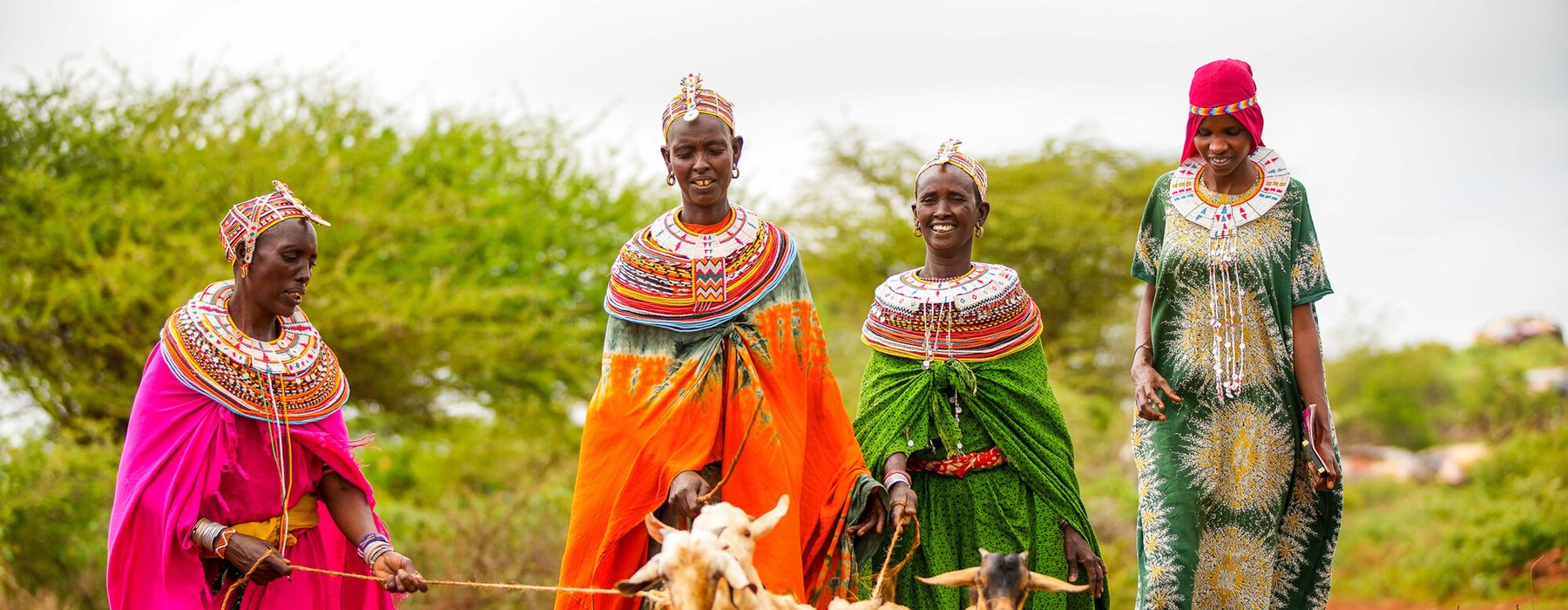 Four women walking through a rural area with four goats
