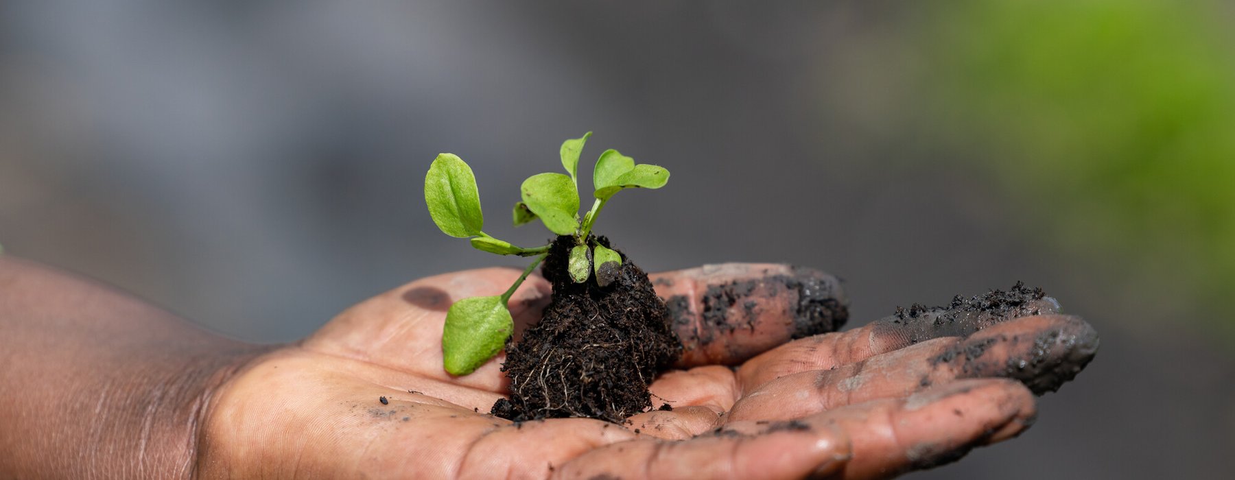 A hand holding a basil seedling.
