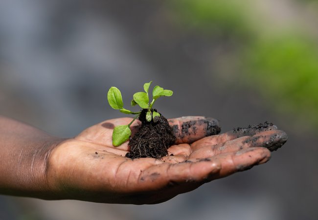 A hand holding a basil seedling.