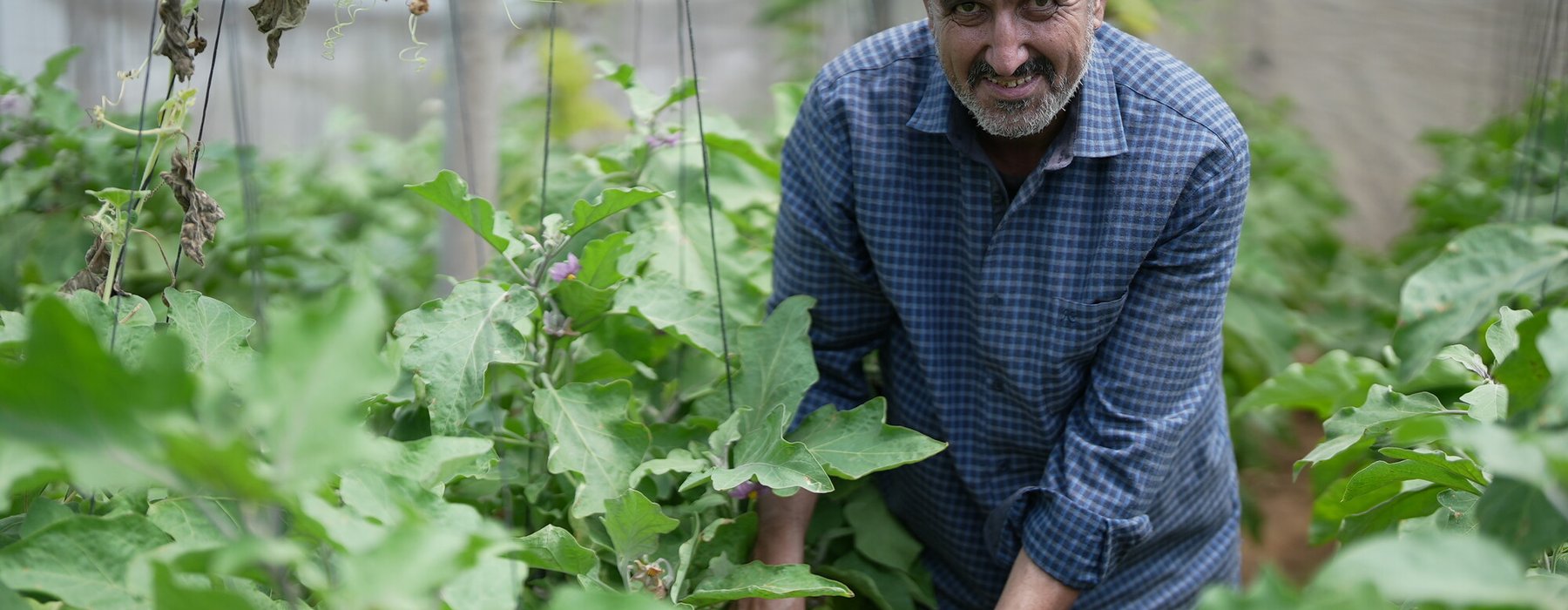 Walid smiles as he checks the plants in his greenhouse in Zawaya, Gaza Strip.