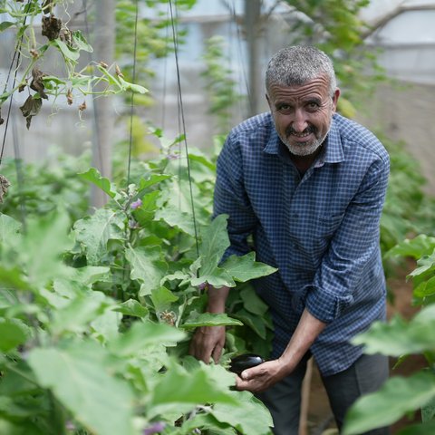 Walid smiles as he checks the plants in his greenhouse in Zawaya, Gaza Strip.