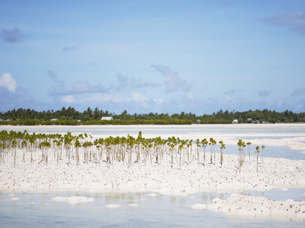 An image of a sandy beach with mangroves planted in the foreground and lush greenery visible in the background.