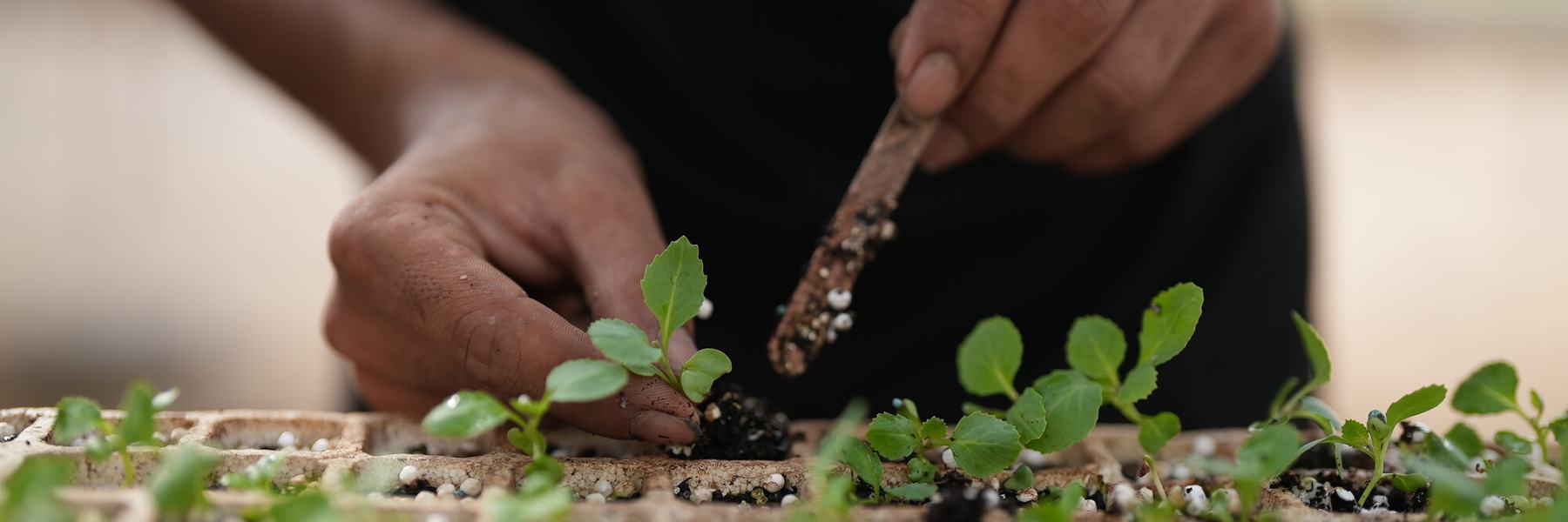 A man tending to a tray of seedlings in a plant nursery in the Occupied Palestinian Territory.