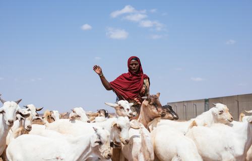 A woman in a read head scarf tends to a herd of white goats in rural Kenya.