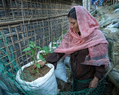 Tahera Begum, 38, a Rohingya woman, tends to her vertical garden on the rooftop of her shelter in Camp 19, Ukhiya, Cox's Bazar.