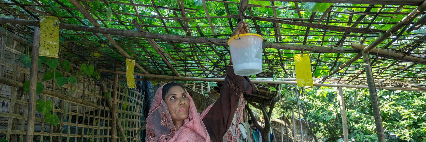 Tahera Begum, 38, a Rohingya woman, tends to her vertical garden on the rooftop of her shelter in Camp 19, Ukhiya, Cox's Bazar.