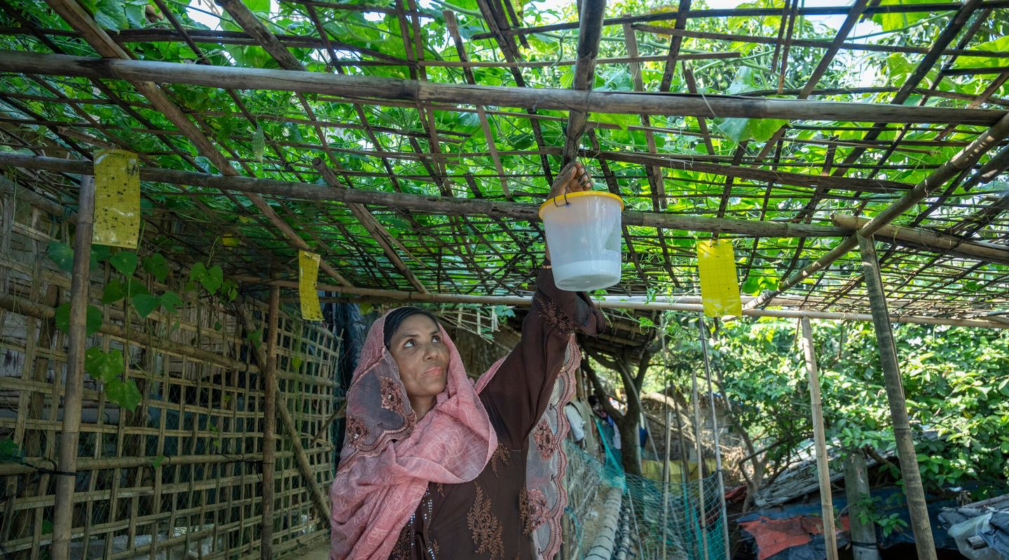 Tahera Begum, 38, a Rohingya woman, tends to her vertical garden on the rooftop of her shelter in Camp 19, Ukhiya, Cox's Bazar.