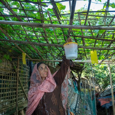 Tahera is hanging a plastic container to the roof of the pergola structure in her homestead garden.