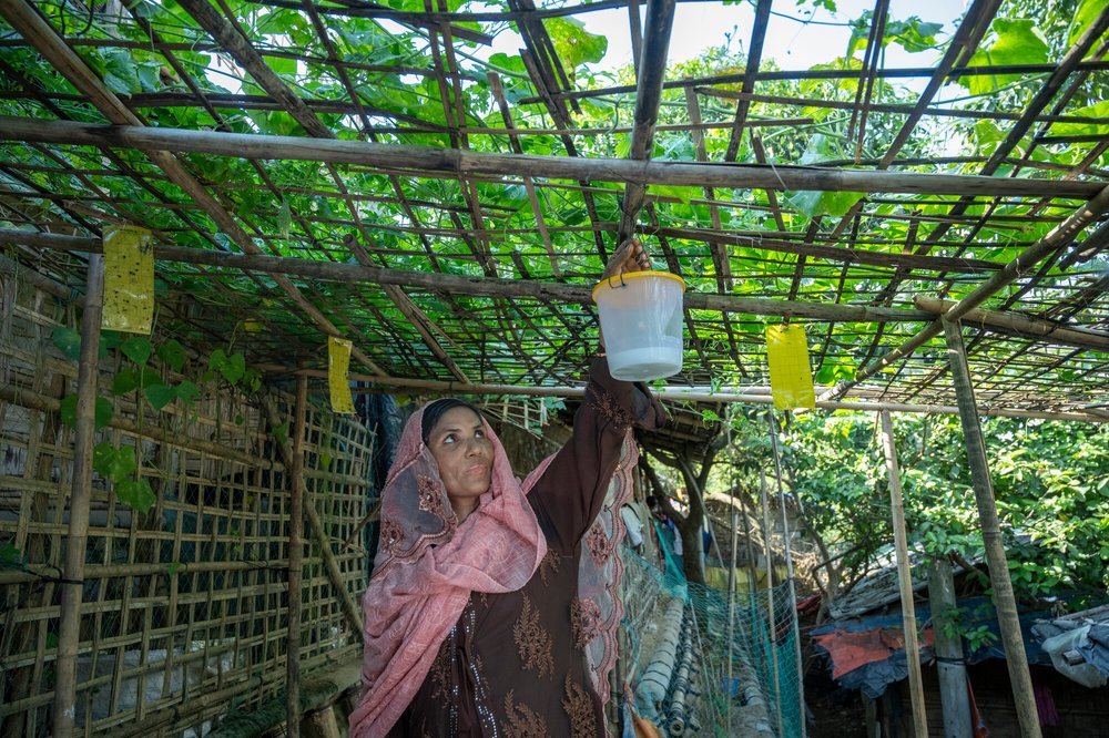 Tahera is hanging a plastic container to the roof of the pergola structure in her homestead garden.