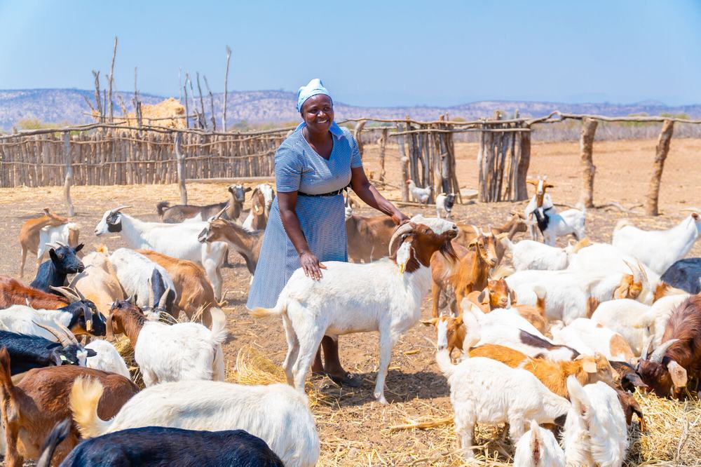 Christine Mudzingwa standing in the middle of her 55 goats on her farm in Buhera, Zimbabwe.